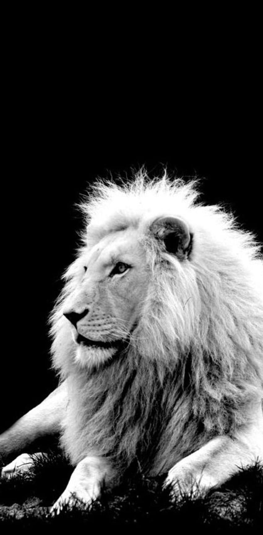 White Lion autorstwa lovekiran143 — na ZEDGEâ, iPhone White Lion Tapeta na telefon HD
